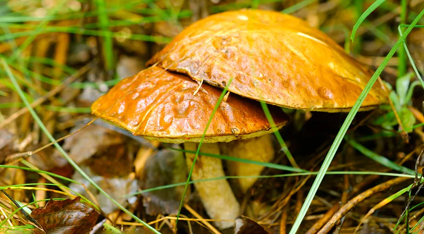 Ciupercile Boletus conțin o cantitate mare de proteine, în timp ce conținutul de calorii este de doar 20 kcal la 100 de grame